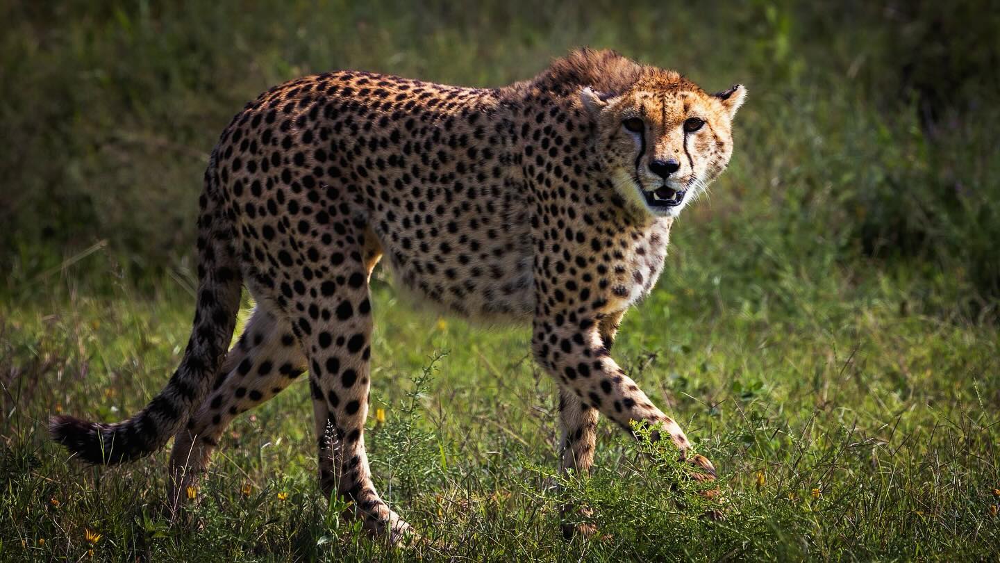 Ndutu predators during calving season 